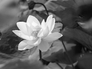 Colourfull Flowers, White, Leaf, lotus