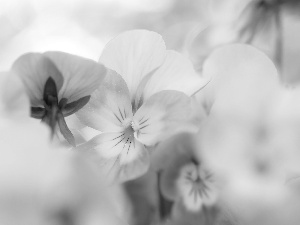 Colourfull Flowers, White-Purple, pansy