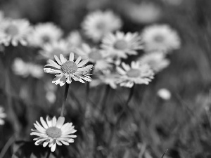 White, daisies, rapprochement, Flowers