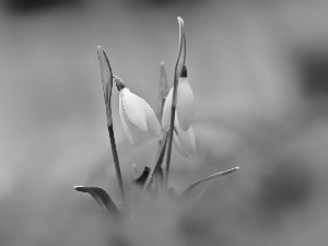 Flowers, snowdrops, White