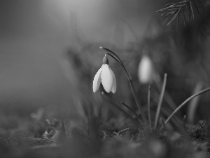 Flowers, snowdrops, White