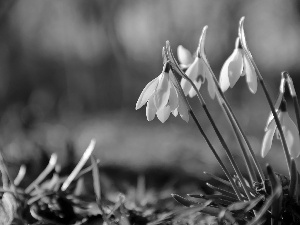 Flowers, snowdrops, White