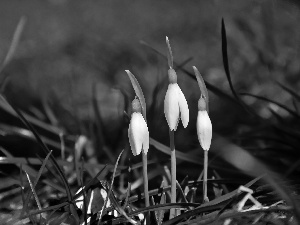 Flowers, snowdrops, White