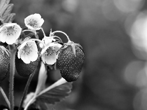 Flowers, strawberries, White