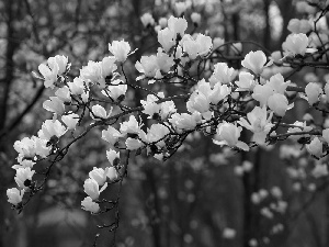 White, Magnolia, Twigs, Flowers