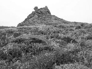 Flowers, Hill, Wildflowers