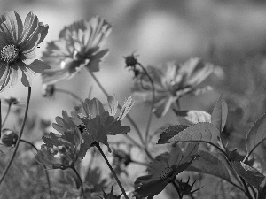 purple, Flowers, Cosmos, Wildflowers