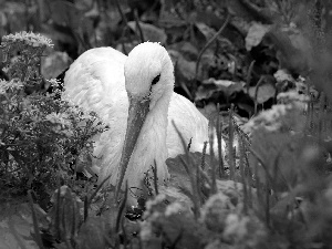 Flowers, stork, Wildflowers