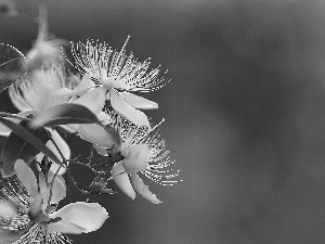 Flowers, St. John