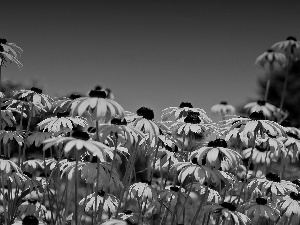 Rudbeckia, Yellow, Flowers