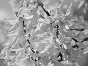 Flowers, forsythia, Yellow