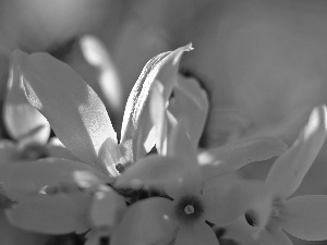 Flowers, forsythia, Yellow