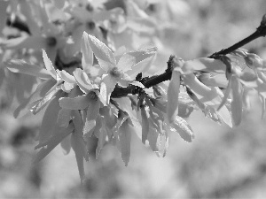 Flowers, forsythia, Yellow