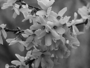 Flowers, forsythia, Yellow