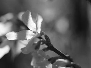 Flowers, forsythia, Yellow