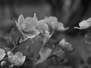 Flowers, marigolds, Yellow