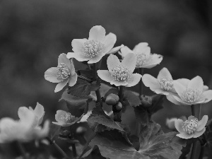 Flowers, marigolds, Yellow