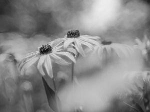 Yellow, Rudbekie, rapprochement, Flowers