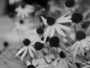 Flowers, Rudbeckia, Yellow