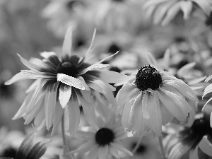 Flowers, Rudbekie, Yellow