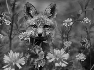 young, Meadow, Flowers, fox