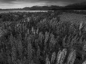 Mountains, New Zeland, Great Sunsets, Tekapo Lake, purple, lupins, Flowers, Blue, Meadow