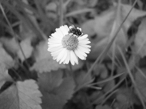 fly, cuckooflower, Bitter