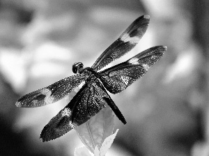 Coloured, dragon-fly