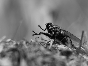 Insect, fly