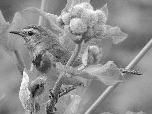 Bluethroat, Family, Flycatcher, Bird