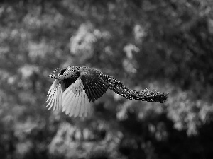 peacock, flying