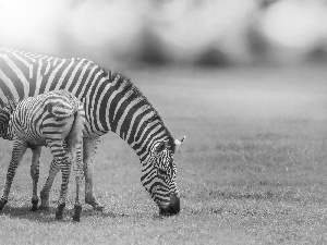 zebra, grass, blur, foal