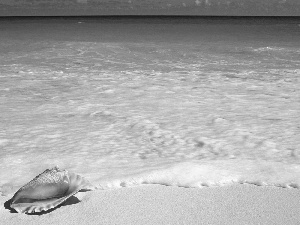 Ocean, Sand, Foam, shell