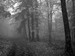 Fog, autumn, trees, viewes, forest