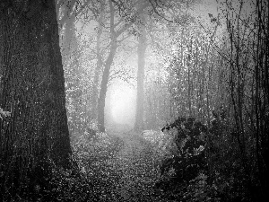 autumn, Path, Fog, forest