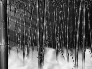 Fog, stems, bamboo