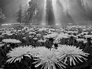 dandelion, morning, Fog, Park