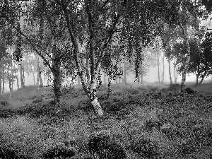 Fog, dawn, forest, heathers, birch