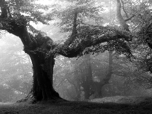 forest, Fog