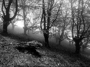 forest, Fog