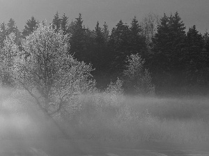 forest, Fog