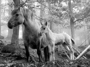 Fog, bloodstock, forest