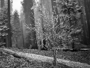 Fog, frosted, forest