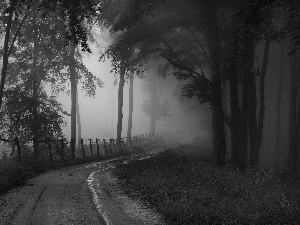 Fog, Way, forest