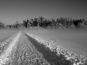 Fog, forest, Way, Field, winter