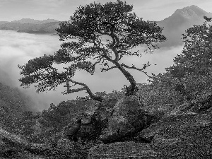 Mountains, rocks, pine, Fog