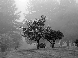 Park, viewes, Fog, trees