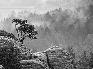 rocks, forest, Fog, trees