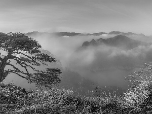 grass, Fog, Sunrise, pine, Mountains