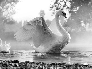 Swan, morning, Fog, water